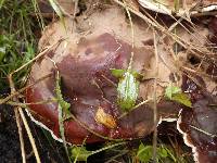 Ganoderma resinaceum image