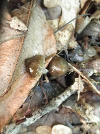 Gliophorus irrigatus image