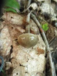 Gliophorus irrigatus image