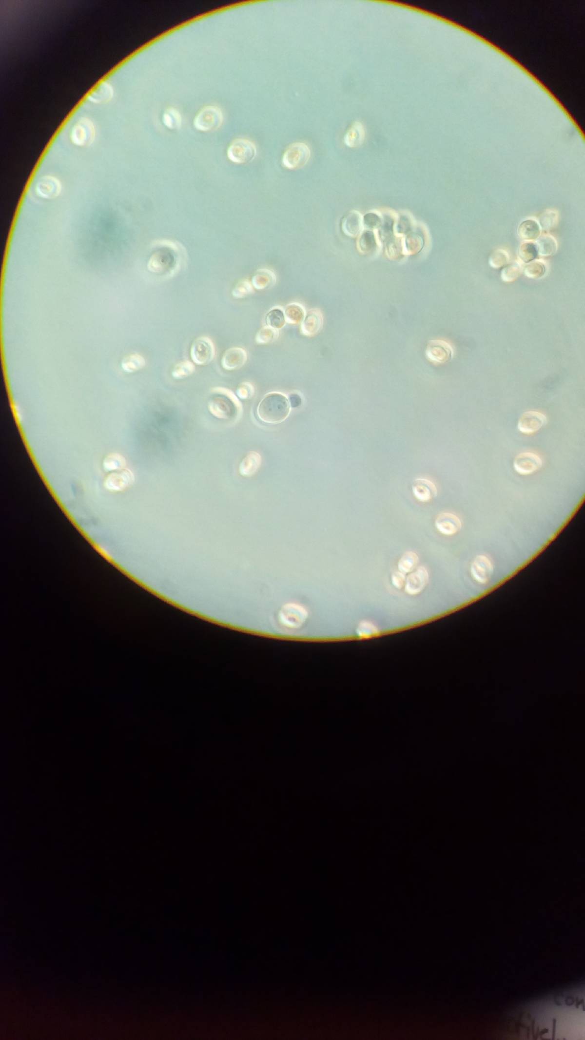 Saccharomyces cerevisiae image