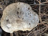 Tricholoma pardinum image