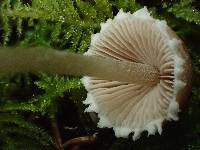 Psathyrella paradoxa image