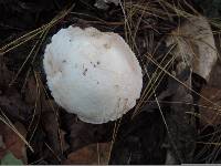 Agaricus andrewii image