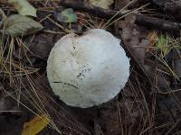 Agaricus andrewii image