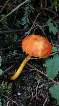 Hygrocybe miniata image