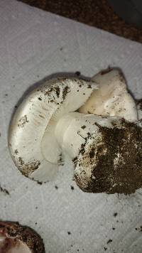 Amanita silvicola image