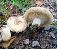 Lactarius pubescens image