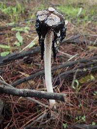 Coprinopsis picacea image