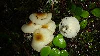 Hygrophorus discoxanthus image