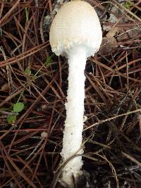 Lepiota clypeolaria image