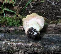 Entoloma bicolor image