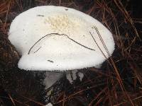 Amanita polypyramis image