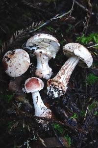 Amanita cruentilemurum image