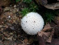 Lycoperdon curtisii image