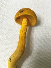 Aureoboletus auriflammeus image