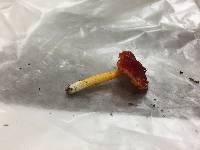 Hygrocybe acutoconica image