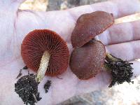 Cortinarius sect. Dermocybe image