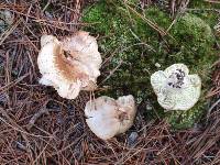 Tricholoma aestuans image