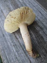 Tricholoma davisiae image