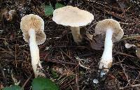 Tricholoma inamoenum image