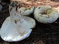 Lactarius deceptivus image