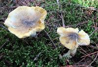 Tricholoma davisiae image