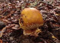 Amanita augusta image