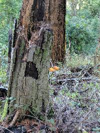 Gymnopilus ventricosus image