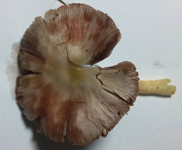 Bolbitius demangei image
