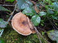 Armillaria sinapina image