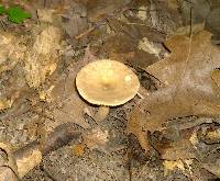 Lactarius subvernalis image