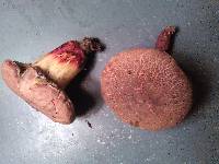 Boletus chrysenteron image