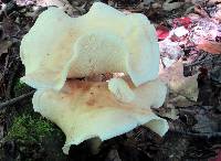 Rhodocollybia maculata image