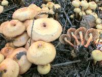 Pholiota alnicola image