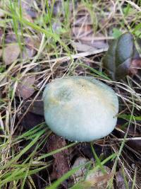 Stropharia caerulea image