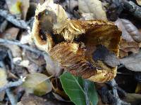 Russula cerolens image