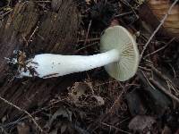 Entoloma griseum image