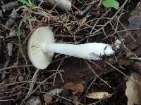 Entoloma griseum image