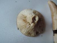 Lactarius mucidus image