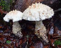 Amanita magniverrucata image