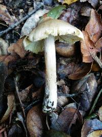 Inocybe sororia image