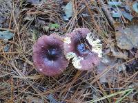 Russula caerulea image