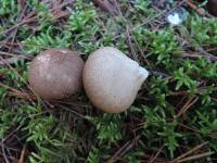 Lycoperdon nigrescens image