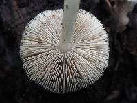 Pluteus salicinus image