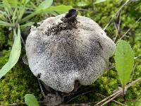 Tricholoma terreum image