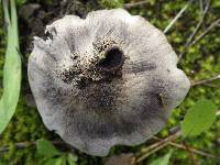 Tricholoma terreum image