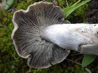 Tricholoma terreum image