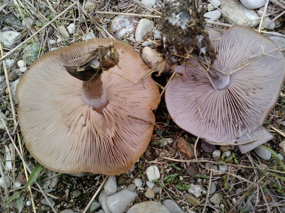 Lepista personata image