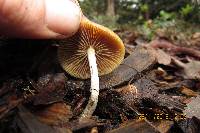 Psilocybe azurescens image