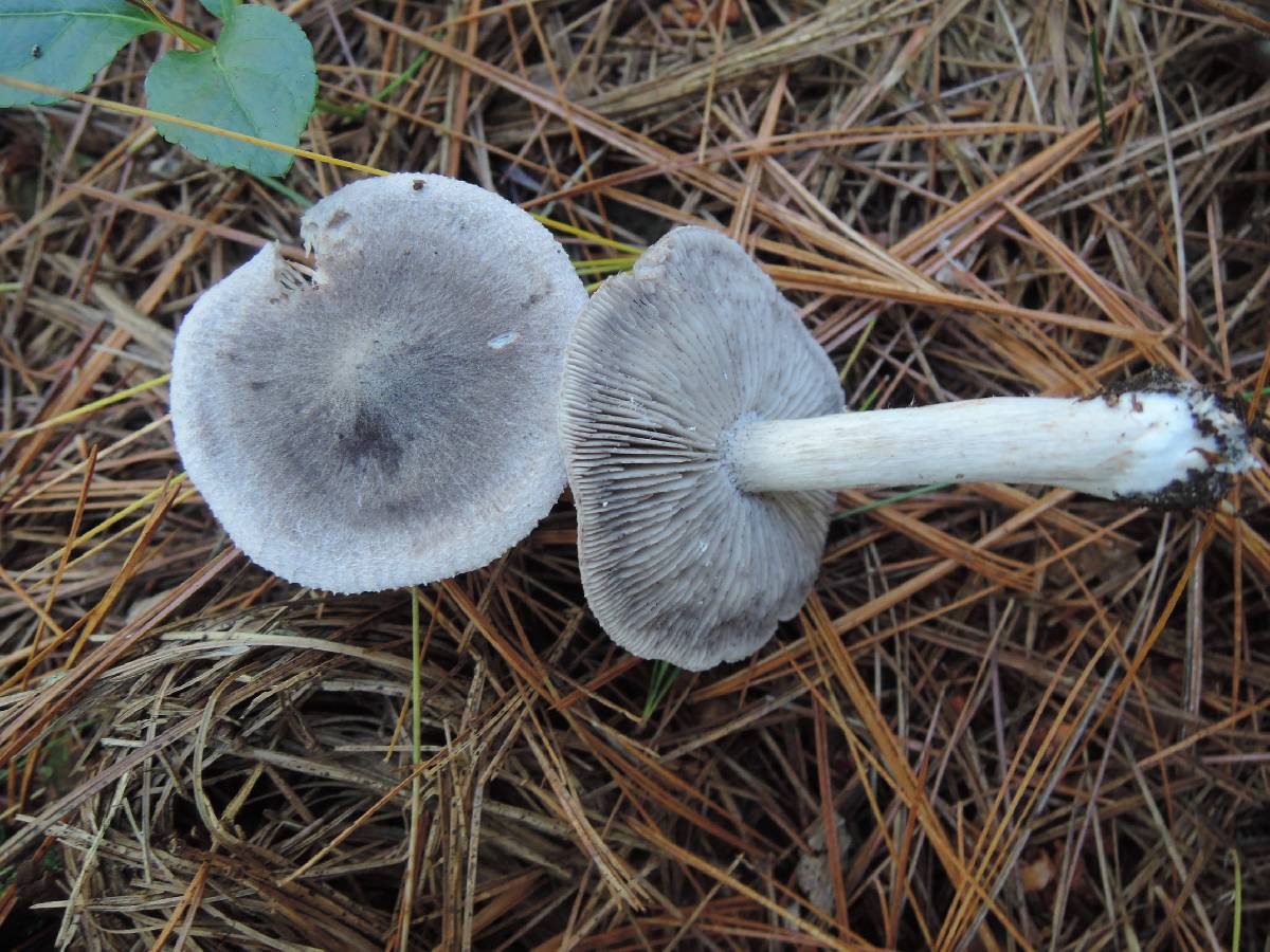 Tricholoma atrodiscus image